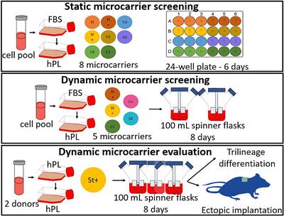 Microcarrier Screening and Evaluation for Dynamic Expansion of Human Periosteum-Derived Progenitor Cells in a Xenogeneic Free Medium